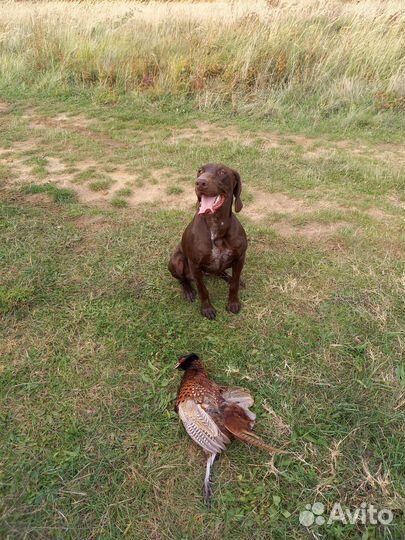 Щенки курцхаар