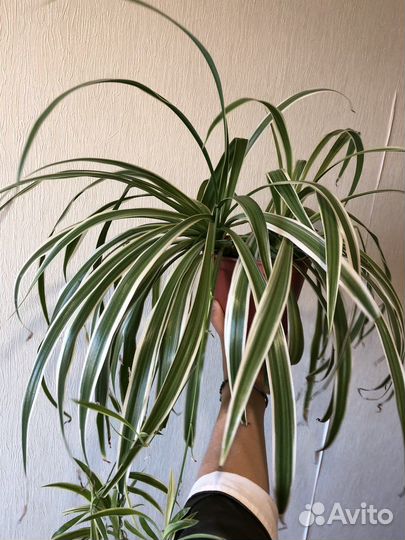 Хлорофитум