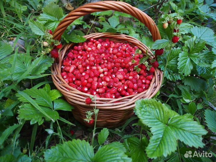 Сбор лесных ягод