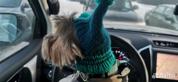 Шапки и одежда на заказ для собак