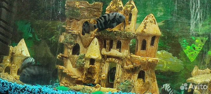 Аквариум с рыбками