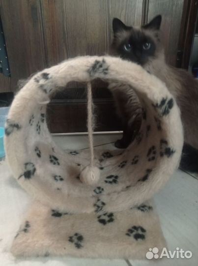 Когтеточка для кошек