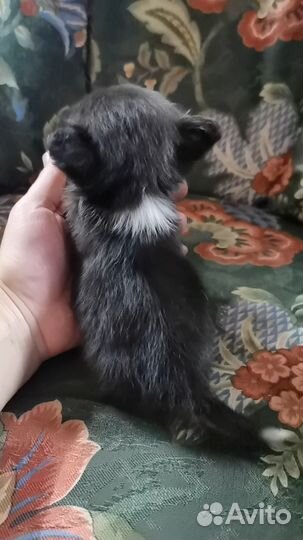 Чихуахуа щенки