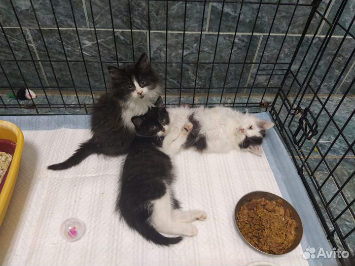 Ветеринар врач на дом Красногорск