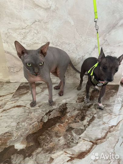 Китайская хохлатая