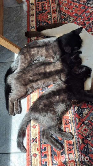 Кошки породистые бесплатно
