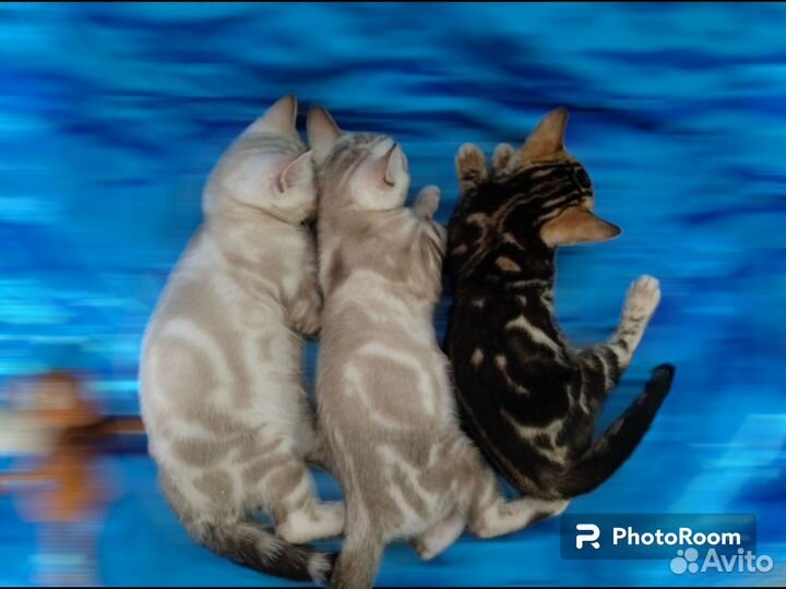 Бенгальские котята клубные с документами