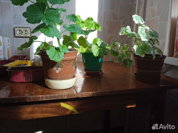 Комнатные растения цветы