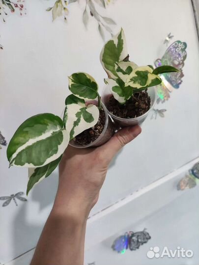 Комнатные цветы