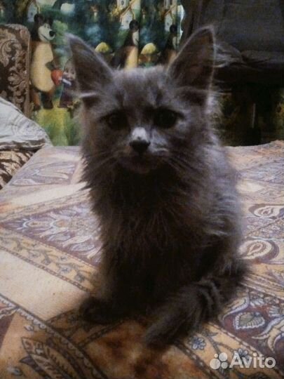 Котята в добрые руки бесплатно