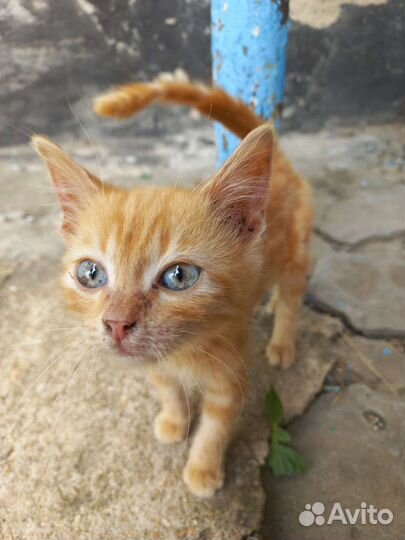 Милые котята в добрые руки