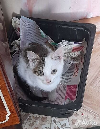 Кошечка крысыловная