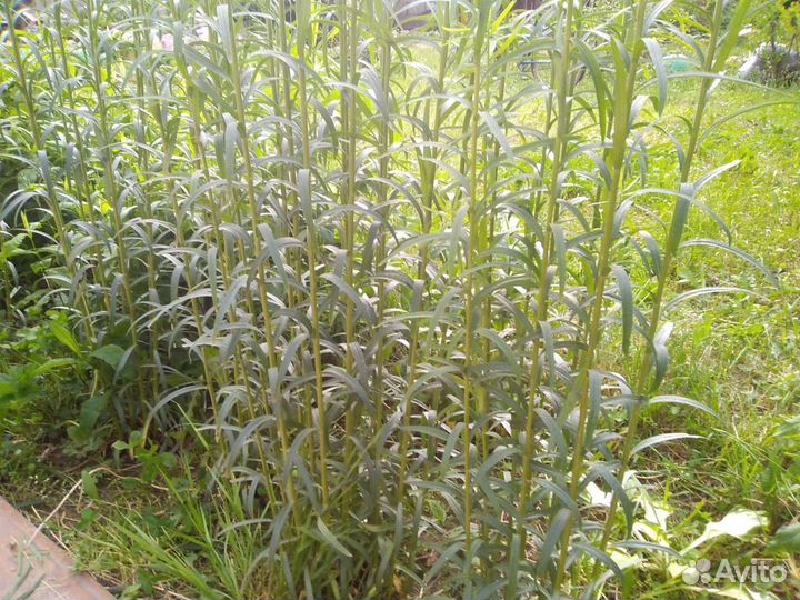 Многолетники и кусты