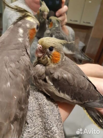 Попугаи ручные корелла,неразлучники