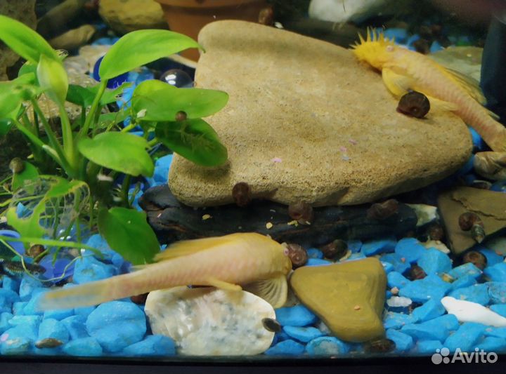 Креветки, cомики анцитрусы, моллинезия, гуппи