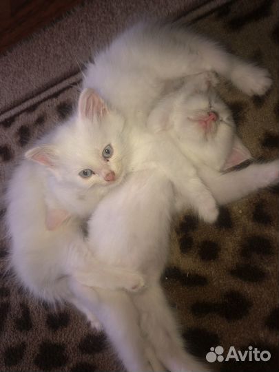 Добрые и ласковые котята в добрые руки