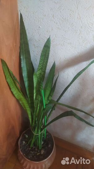 Сансевиерия