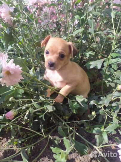 Той терьер, чихуахуа, карликовый пинчер