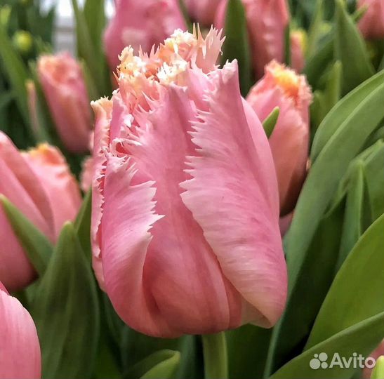 Луковицы тюльпанов