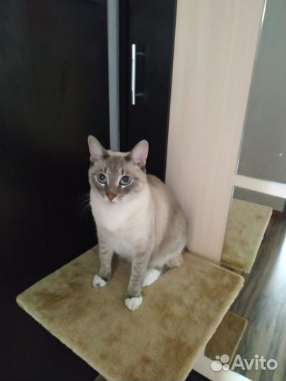 Потерялся кот