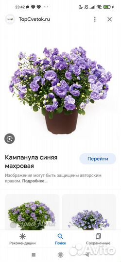 Кампанула махровая и обычная