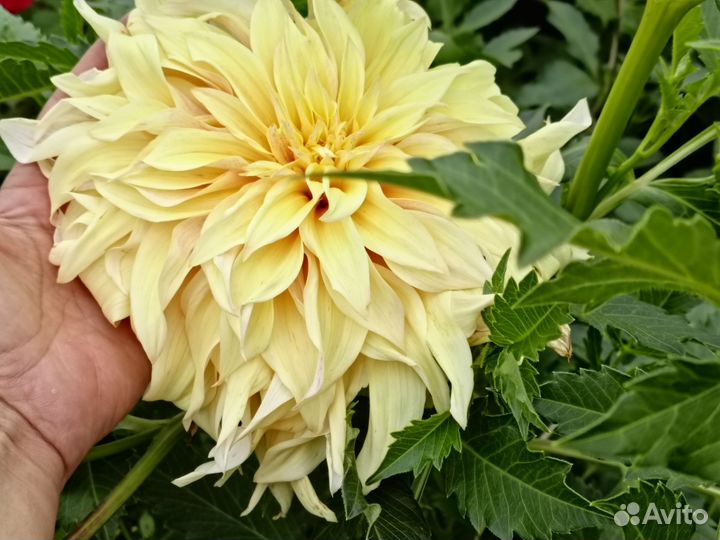 Георгины клубни