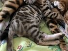 Продается Бенгальский котенок объявление продам