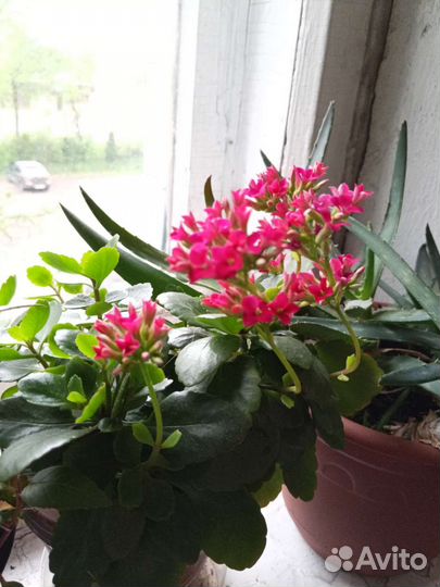 Каланхоэ, фуксия