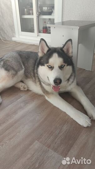 Сибирский хаски вязка