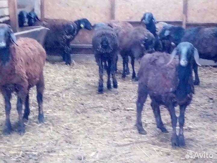 Курдючные бараны овцы