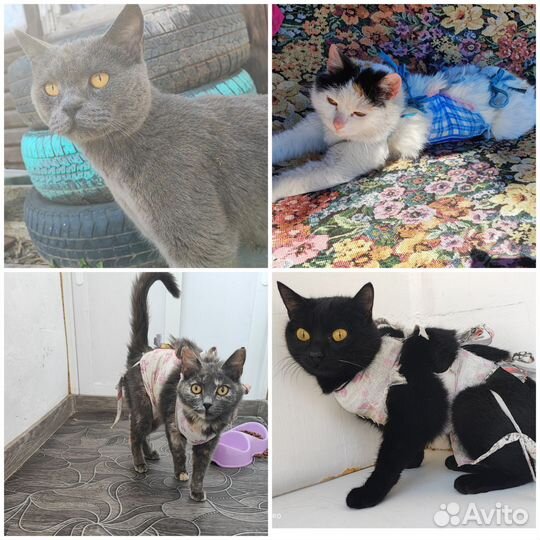 Отдам кошек