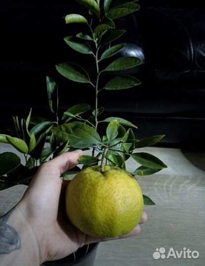 Танжело Агли, 