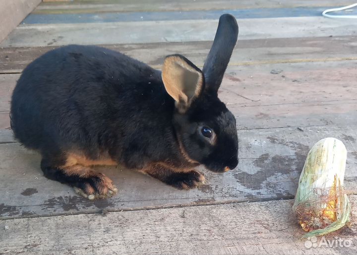 Кролики Рекс Черно-огненный