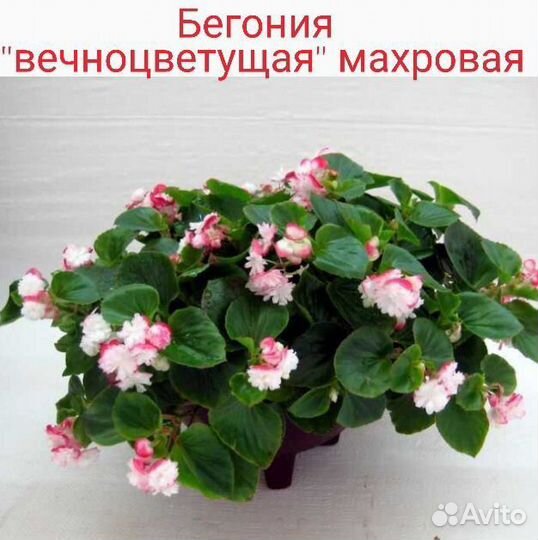 Бегония вечноцветущая, махровая