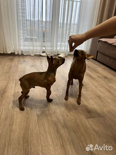 Цвергпинчер мальчик