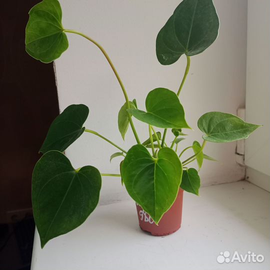 Антуриум мини домашний