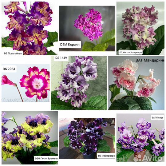 Стрептокарпусы 45 сортов