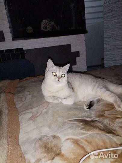 Кошка 