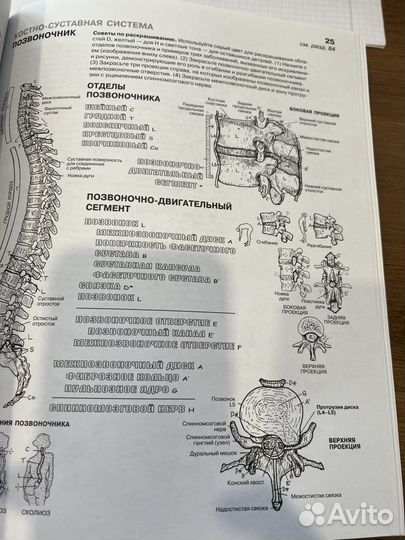 Анатомия человека атлас раскраска