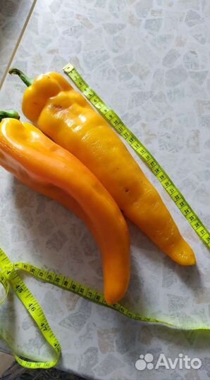 Перец болгарский семена