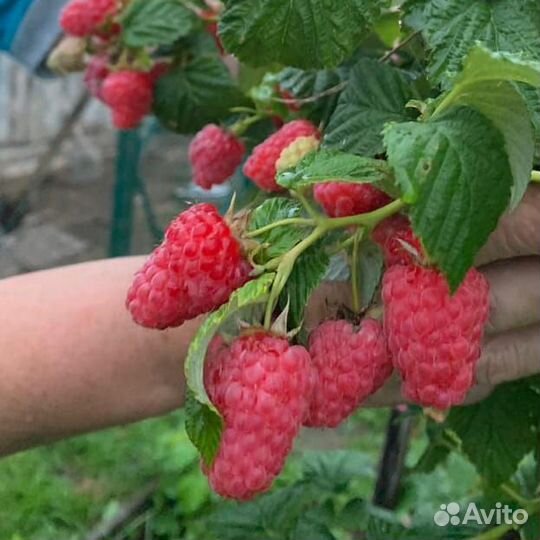 Саженцы малины