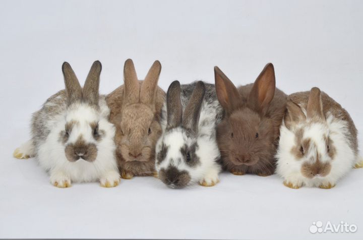 Маленькие крольчата на продажу и в аренду