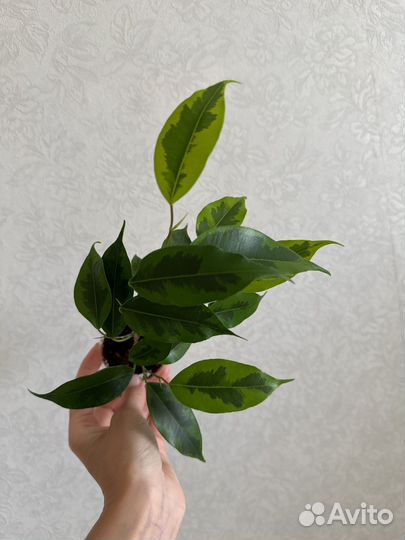 Фикус бенджамина