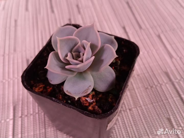 Суккуленты