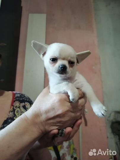 Чихуахуа мини