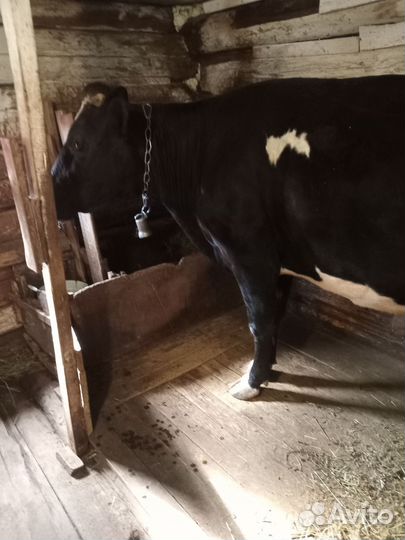 Корова дойная