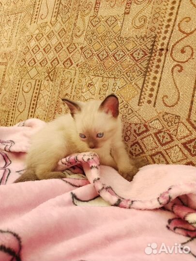 Отдам котенка в добрые руки