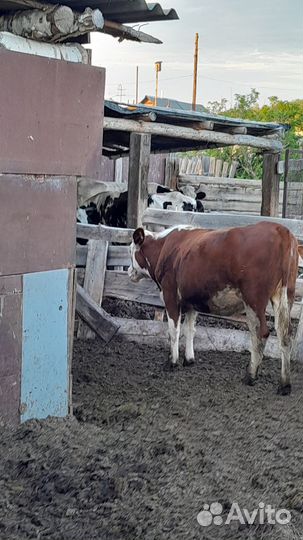 Продам 1 фото стельная корова,возраст 4 года