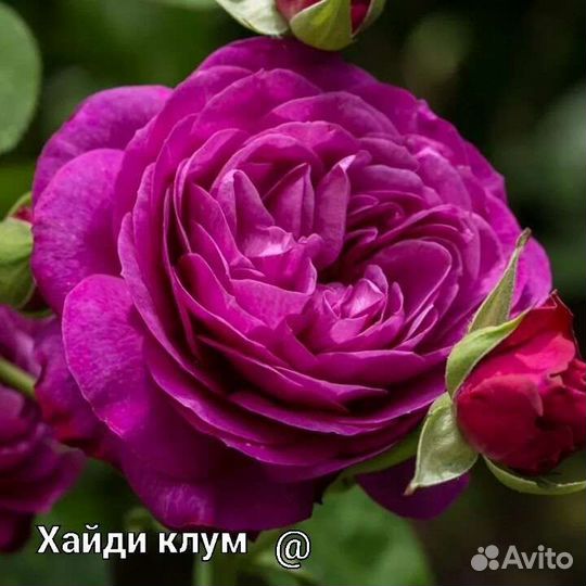 Саженцы розы 