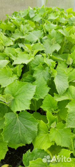 Рассада огурцов